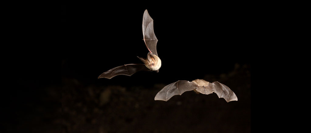 Expo Chauve-souris, les ailes de la nuit_photo Eric Médard