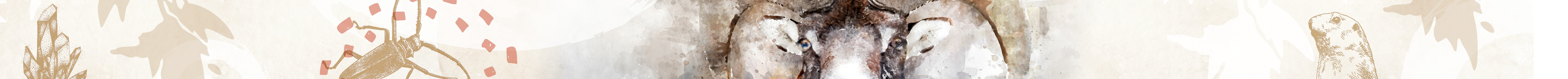 Mouflon