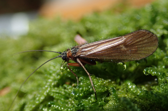 BSHNEC2025_vol82_art20