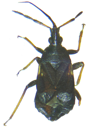 MS2026_07_CALLOT_Figure01_web.jpg