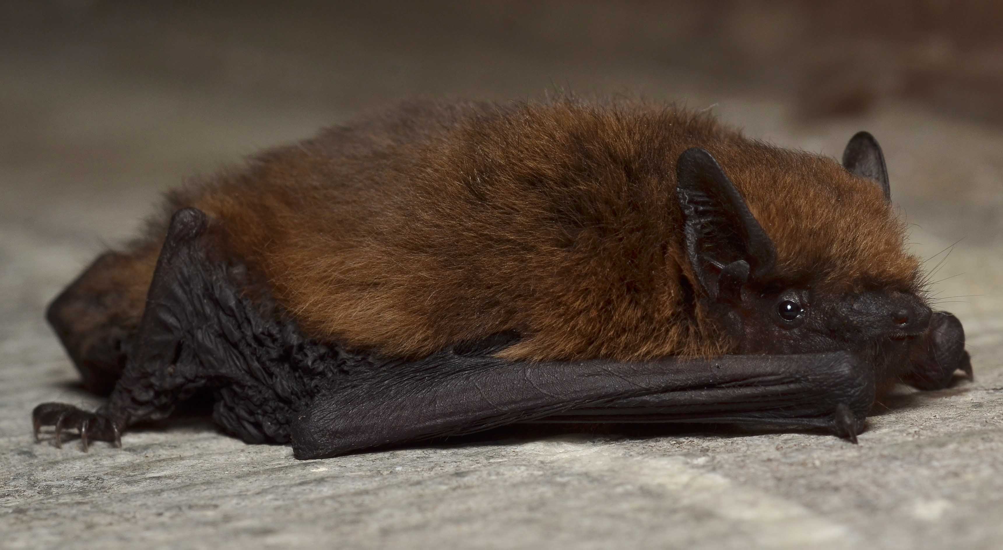 Pipistrellus_pipistrellus_Gilles_San_Martin_Belgium