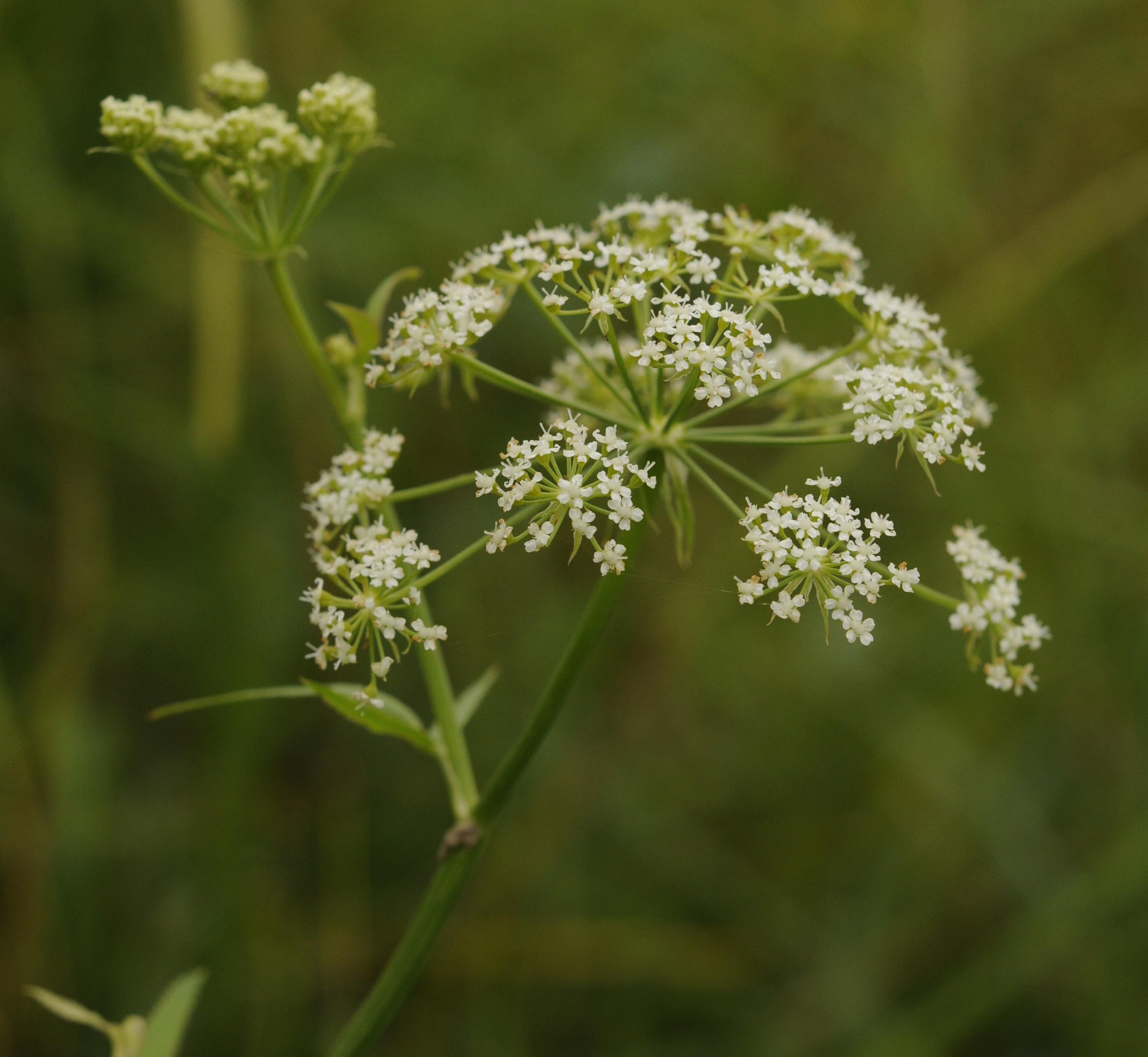 Sium latifolium