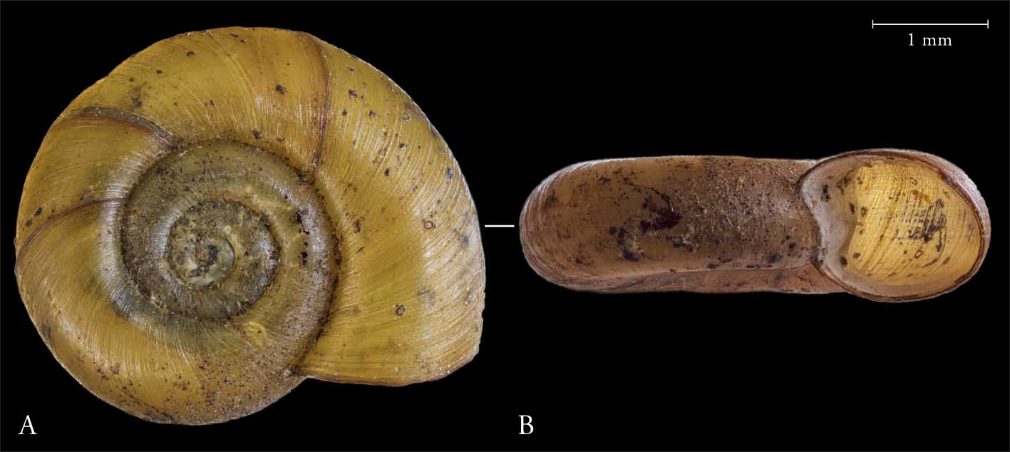 Gyrualus rossmaessleri