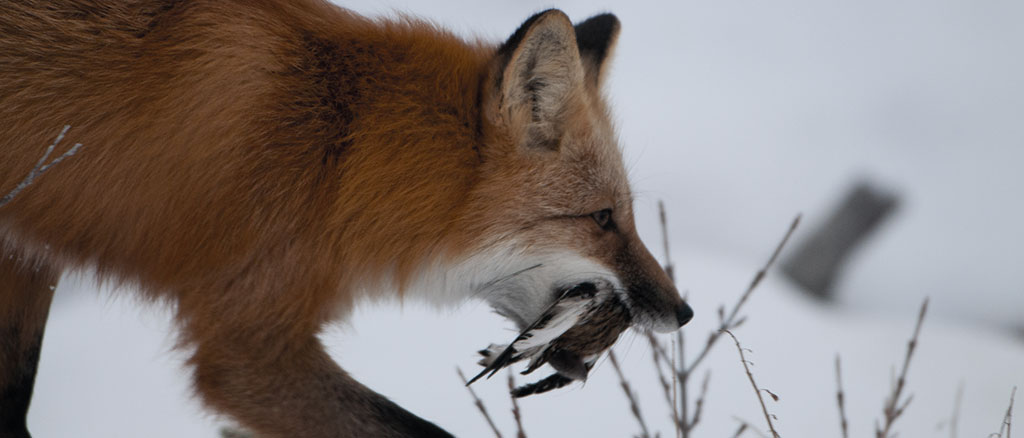 Renard michel MUNIER