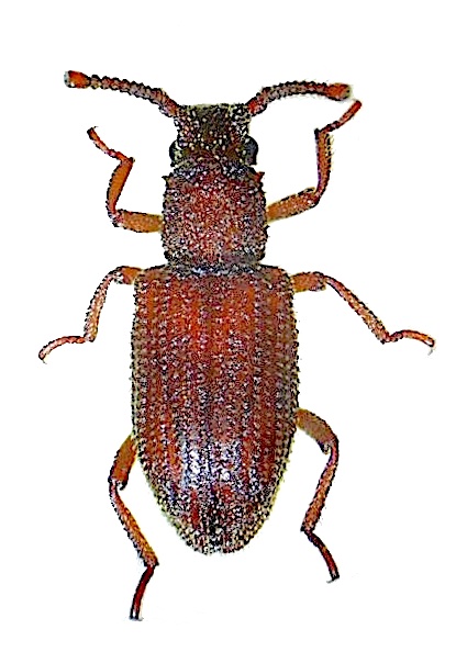 rhopalocerus_rondanii