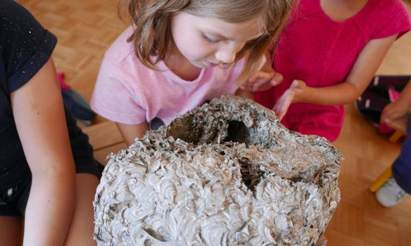 Animation scolaire - Musée d'Histoire Naturelle et d'Ethnographie