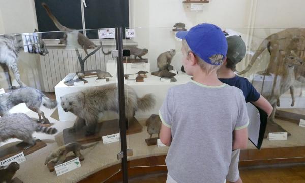 Animation scolaire - Musée d'Histoire Naturelle et d'Ethnographie