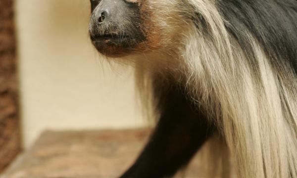 Colobus guereza, le colobe guéréza ou guéréza du Kilimandjaro est une espèce de singe présent dans une grande partie de l'ouest de l’Afrique centrale et en l'Afrique de l'Est. © Jean-Marc Hédouin