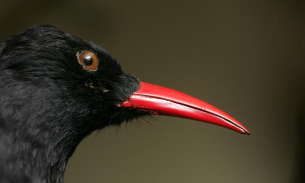 Crave à bec rouge, Pyrrhocorax pyrrhocorax. Présent sur le continent eurasien, il appartient à la famille des corvidés. © Jean-Marc Hédouin