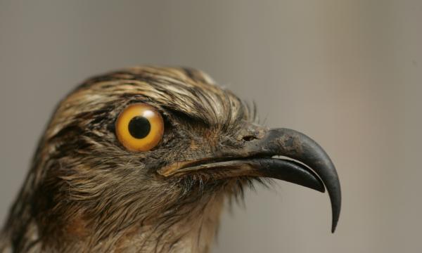 Milan bec-en-croc, Chondrohierax uncinatus. Immature, ce rapace du Mexique n’est pas encore en âge de se reproduire. © Jean-Marc Hédouin