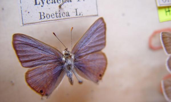 L’Azuré porte-queue, Lampides boeticus (Linnaeus, 1767), insecte de la famille des lépidoptères (papillon).