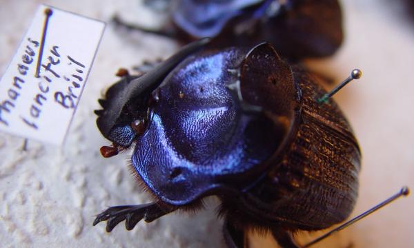 Coprophanaeus lancifer (Linnaeus), insecte de la famille des carabes (scarabée), provenant du Brésil