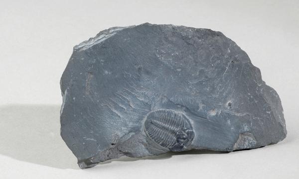 Trinucleus ornatus, classe des Trilobites, Silurien (Bohême) © Jean-Marc Hédouin